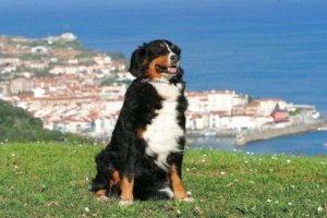 hund-mit-meer-im-hintergrund